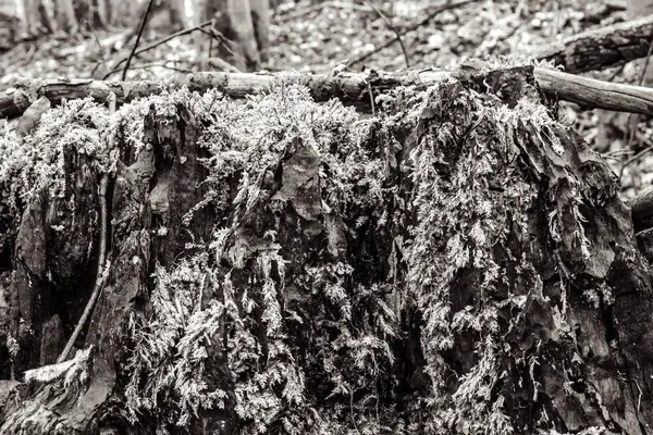 Ormandaki yaşlı ağaç kütüğü