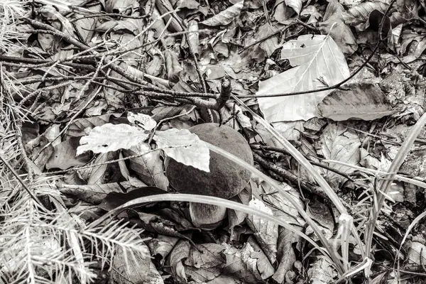 Ağacın siyah beyaz fotoğrafı