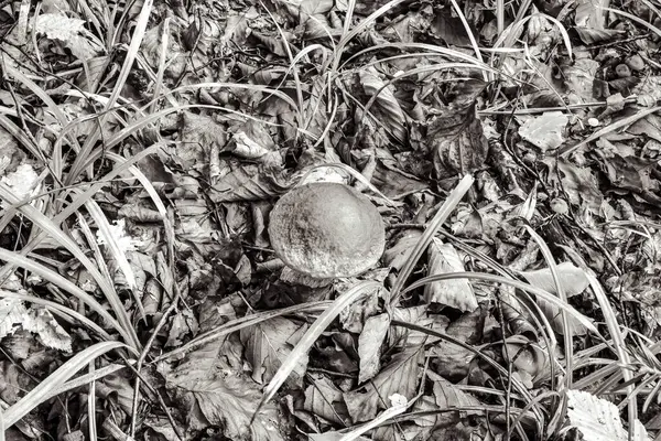 Genç mantarların siyah beyaz fotoğrafı