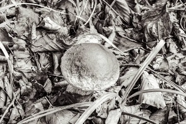 Ormanda büyüyen mantar.