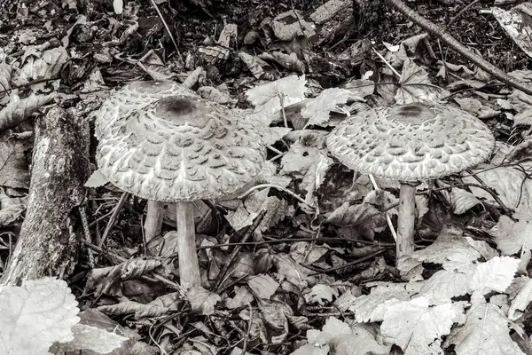 Macro photo, Animals, Nature, urope, Eastern Europe, Romania   