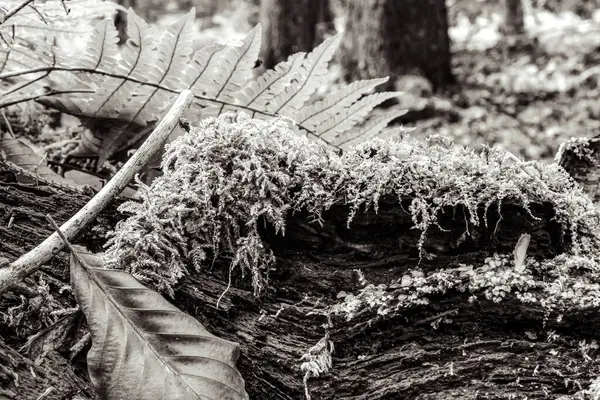 Yosun ile eski kütük