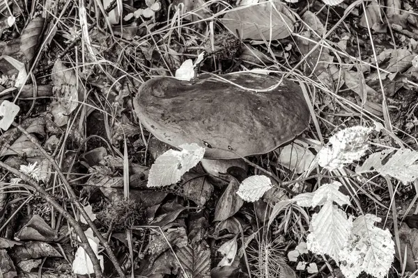 Ormandaki bir mantarın yakın plan çekimi.