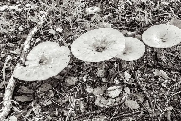 Ağaçtaki mantarlar