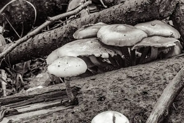 Ormandaki mantarlar. Sonbaharda mantar..