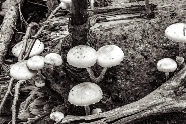 Ormanda mantarlar, bitki örtüsü