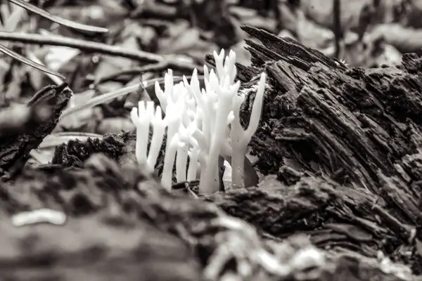 Doğadaki güzel, genç ve güzel beyaz çiçeklerin siyah beyaz fotoğrafı.