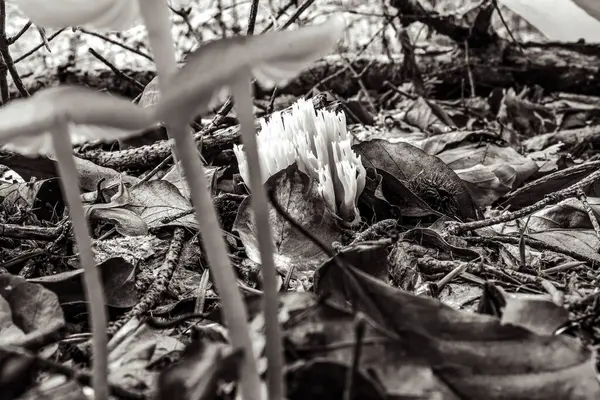 Yakın çekim - güzel beyaz çiçekler