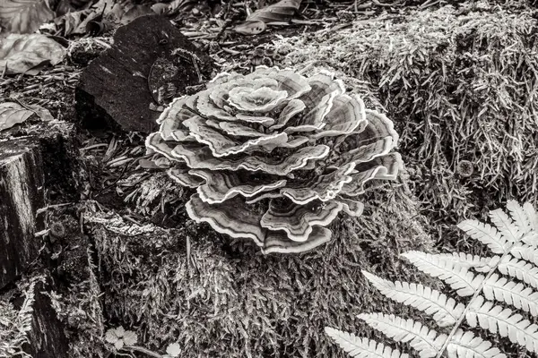 Yere siyah ve beyaz olarak çam kozalakları ve iğneler yakın.