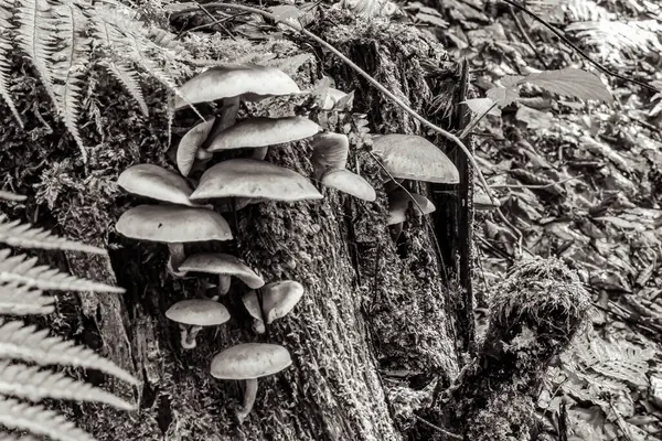 Ormanda büyüyen siyah ve beyaz mantarlı bir grup yakın plan, siyah ve beyaz