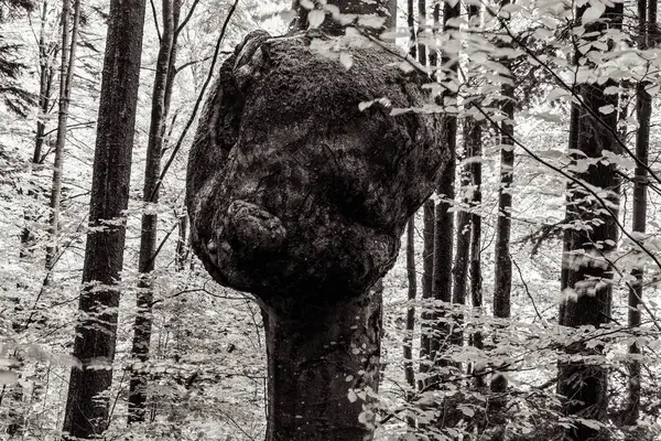 Büyük ağaç ormandadır..