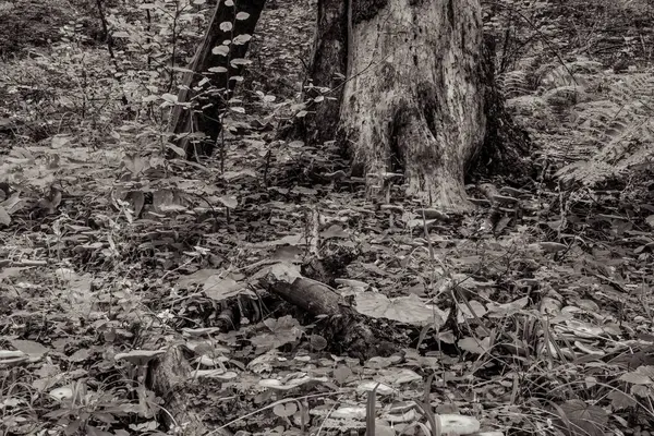 Ormandaki ağaç kütüğü