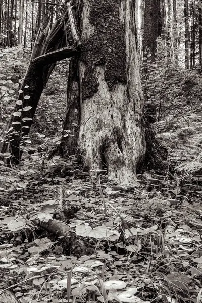 Ormandaki genç bir adamın siyah beyaz fotoğrafı.