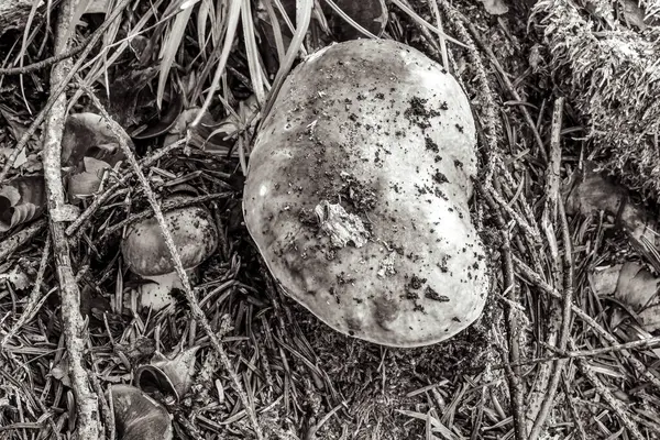 Taze yumurta kabuğunun yakın görüntüsü