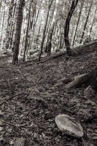 bir ağacın siyah beyaz fotoğrafı