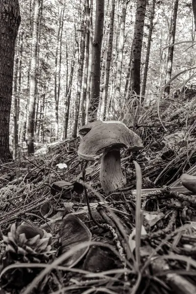 Sabahları ormanda mantar yetişiyor..