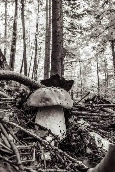 Ormanda beyaz mantar