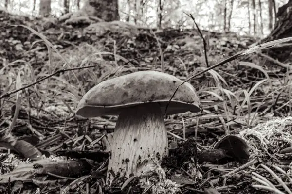 Ormanda mantarlar, siyah ve beyaz