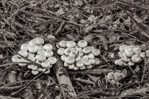 Ormandaki bir ağaçtaki siyah beyaz mantarlar
