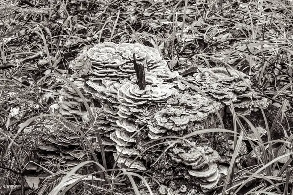 Ölü bir ağacın siyah beyaz fotoğrafı.