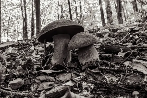 Ormanda yerde yatan mantarların yakın plan çekimi.
