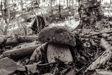 kütük üzerinde mantar