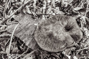 Macro photo, Animals, Nature, urope, Eastern Europe, Romania   