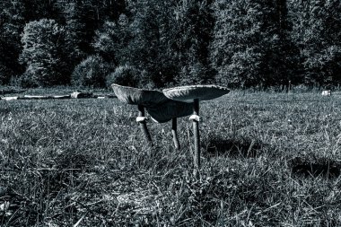 Ormandaki genç adamın siyah beyaz görüntüsü.