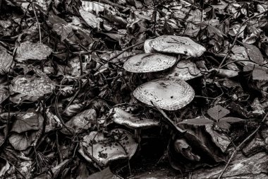 bir ağacın siyah beyaz fotoğrafı