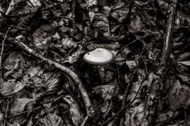 Ormanda beyaz mantar.