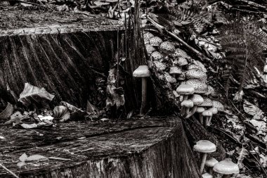 Ormanda mantarlar, siyah ve beyaz