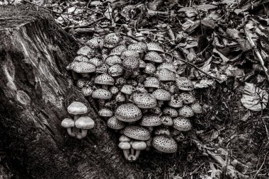 Ormanda mantarlar ağaç kütüğünde yetişir.