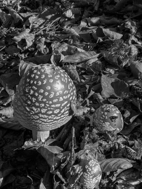 Siyah rengin mantarı yerde. Beyaz mantarın arka planında siyah mantar.