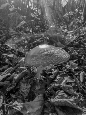 Sonbahar ormanlarında mantar, siyah ve beyaz