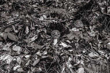 Yerdeki bitkilerin güzel bir görüntüsü