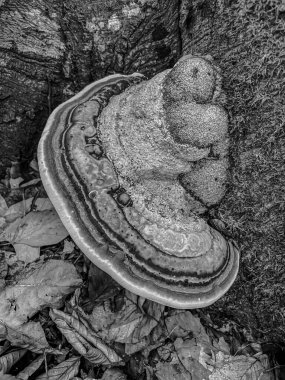 Ormandaki güzel bir mantarın yakın plan çekimi.