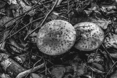 Ormanda mantar mantarı.