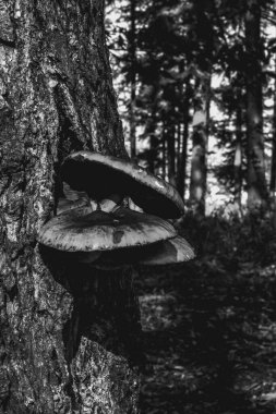 kütük üzerinde mantar