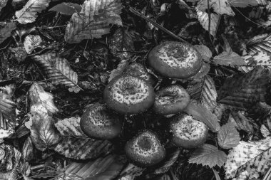 Siyah ve beyaz bir sepet mantarı olan genç bir kadın.