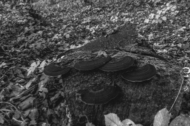 Yerdeki paslı metal boru.