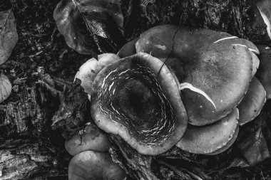 Ormandaki bir ağacın siyah beyaz fotoğrafı.