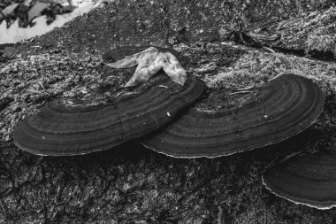 Ormandaki bir ağacın siyah beyaz fotoğrafı.