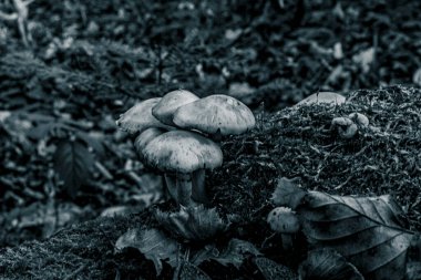 Ormandaki genç bir mantarın siyah beyaz fotoğrafı.