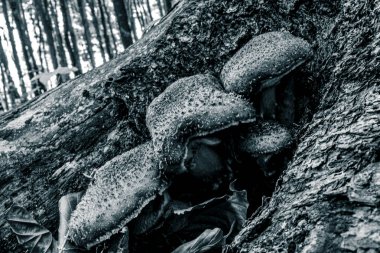 Sonbahar ormanında siyah mantar.