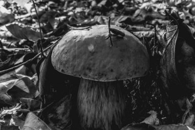 Genç ve güzel bir mantarın siyah beyaz fotoğrafı.