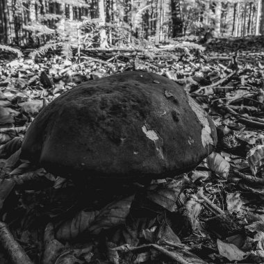 Ormandaki bir ağacın siyah beyaz fotoğrafı.