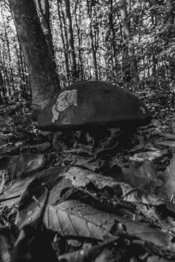 Ormandaki genç bir kadının siyah beyaz fotoğrafı.