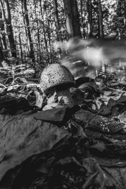 Güz ormanı ve güzel manzaralı nehir.