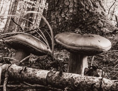 Sonbahar Ormanında Mantarlar