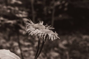 Bahçesinde yaprakları olan çiçeğin yakın bir görüntüsü.